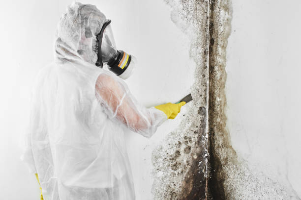 Best Home Mold Removal  in Danville, AR