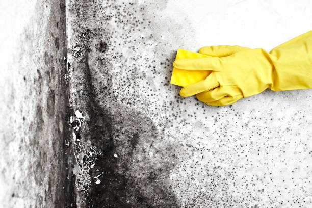 Best Mold Cleaning Services  in Danville, AR