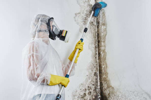 Best Toxic Mold Removal  in Danville, AR