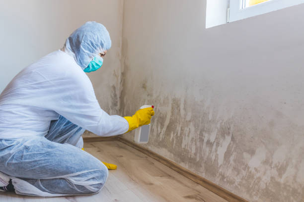 Certified Mold Removal in Danville, AR