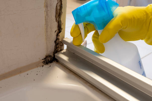 Attic Mold Removal in Danville, AR