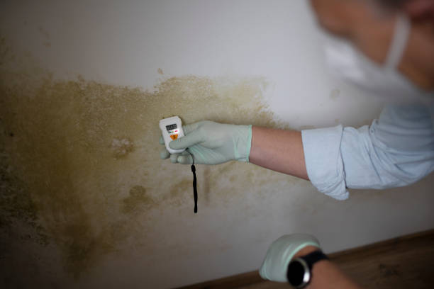 Best Best Mold Removal Companies  in Danville, AR