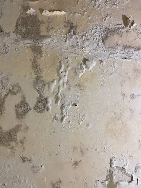 Best Attic Mold Removal  in Danville, AR