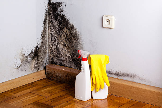 Office Mold Removal Services in Danville, AR