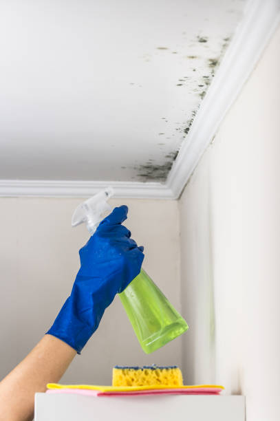 Best Mold Removal Company Near Me  in Danville, AR
